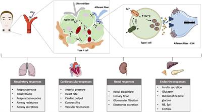Bioelectronic modulation of carotid sinus nerve to treat type 2 diabetes: current knowledge and future perspectives
